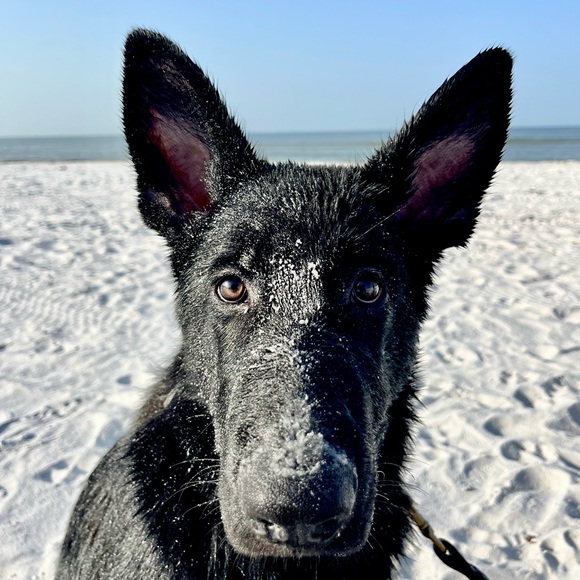 RuffWear Other - 👉PLEASE LIKE AND SHARE NEW GAME! 😊🥰🎉